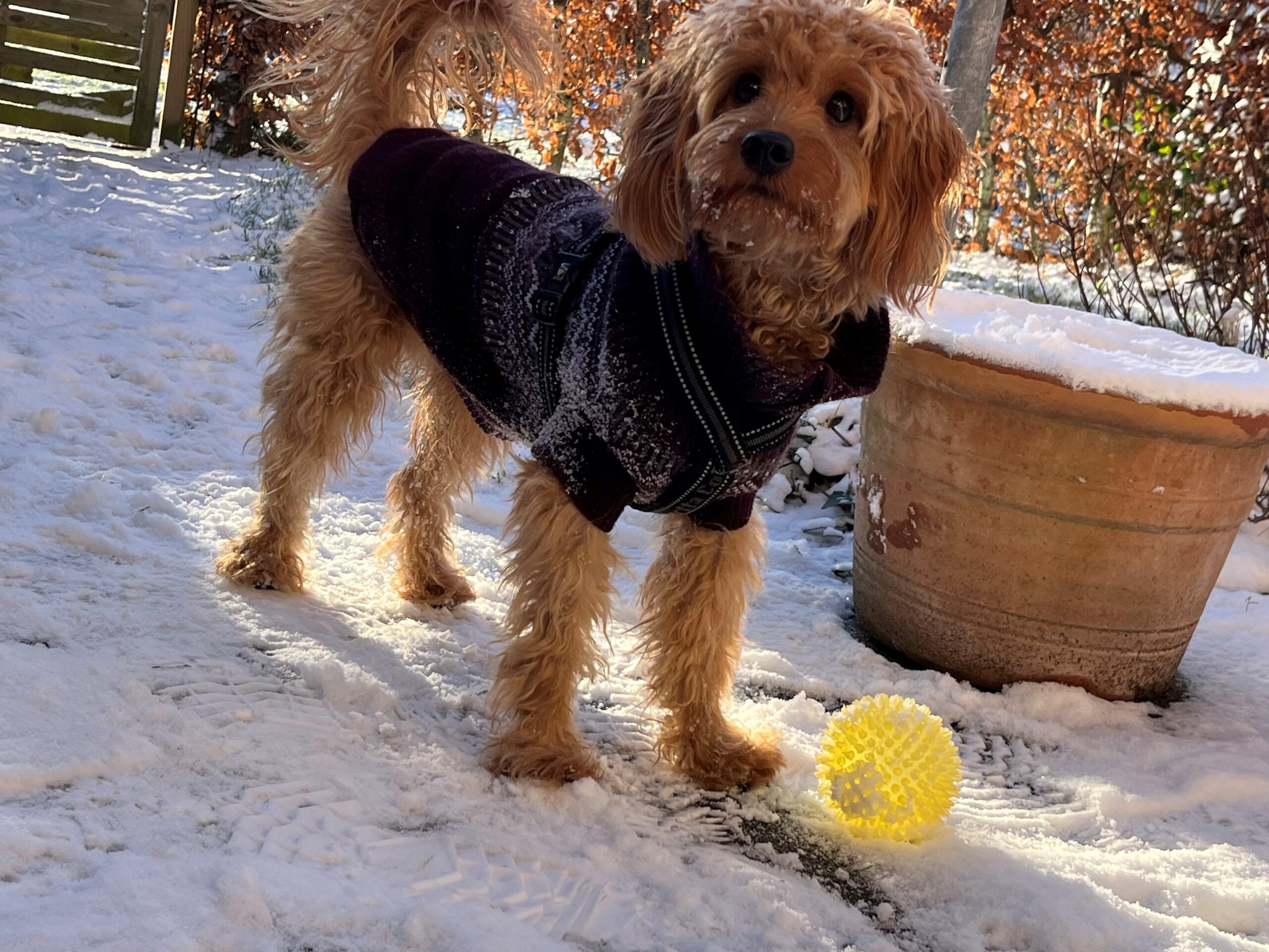 Henriette med Bella
