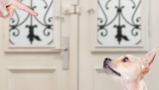 Online hundetræning