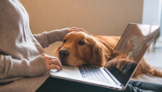 Online hundetræning