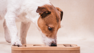 Online hundetræning