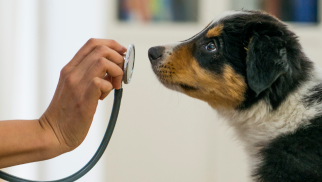 Online hundetræning
