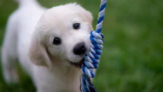 Online hundetræning