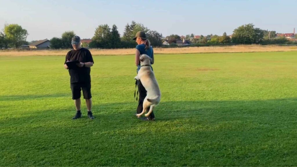 Hund springer op