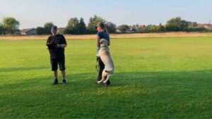 Hund springer op